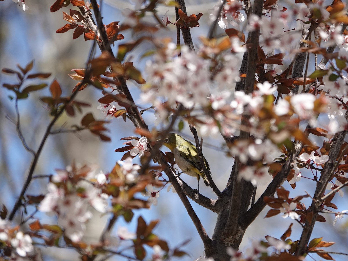 Swinhoe's White-eye - ML632887676