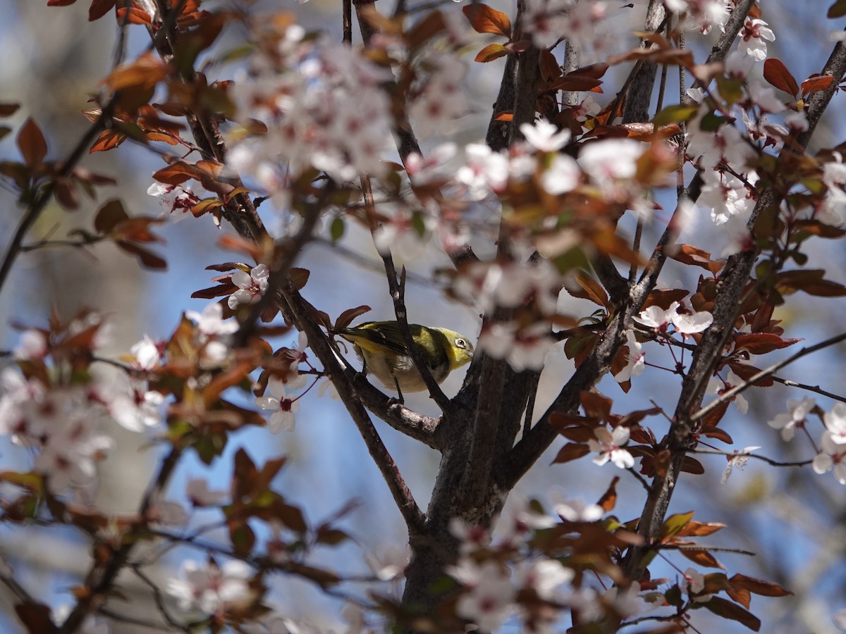 Swinhoe's White-eye - ML632887677