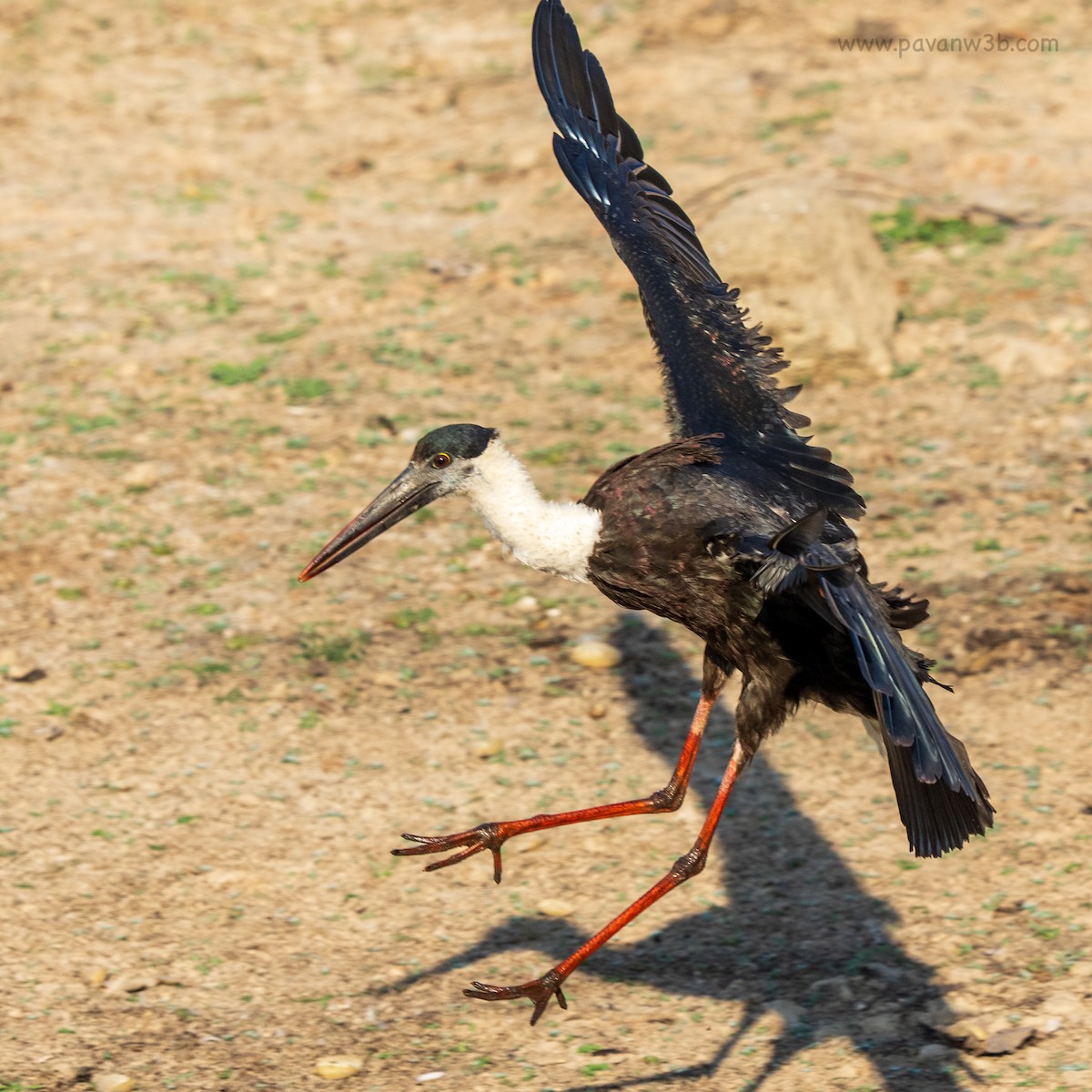 Cigogne épiscopale - ML632887680