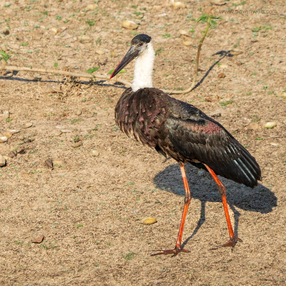Cigogne épiscopale - ML632887681