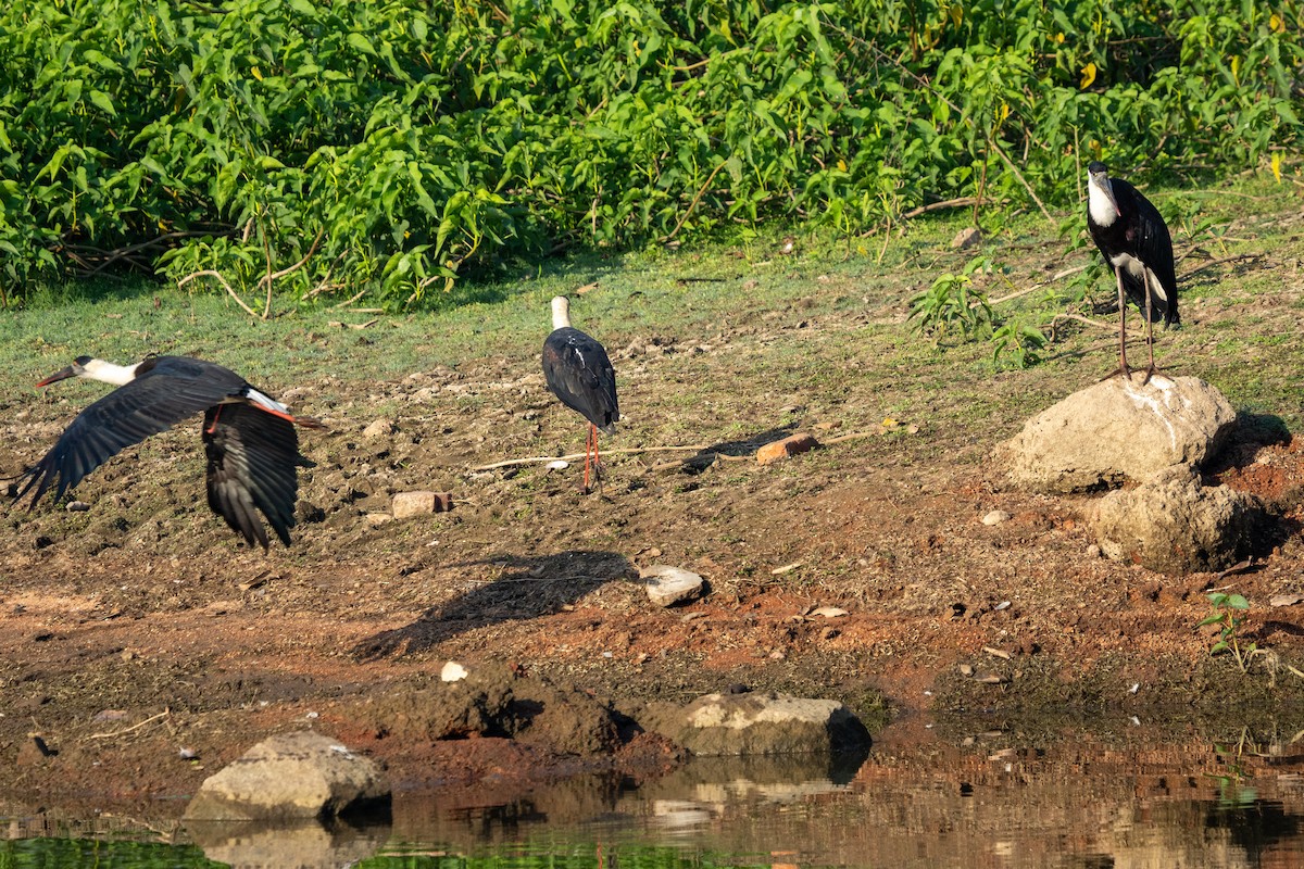 Cigogne épiscopale - ML632887683