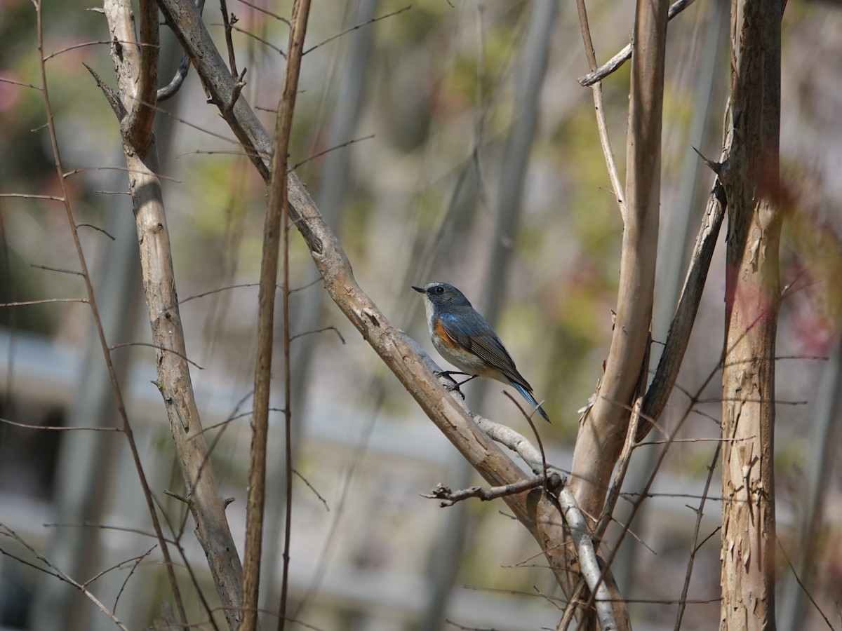 Red-flanked Bluetail - ML632887685
