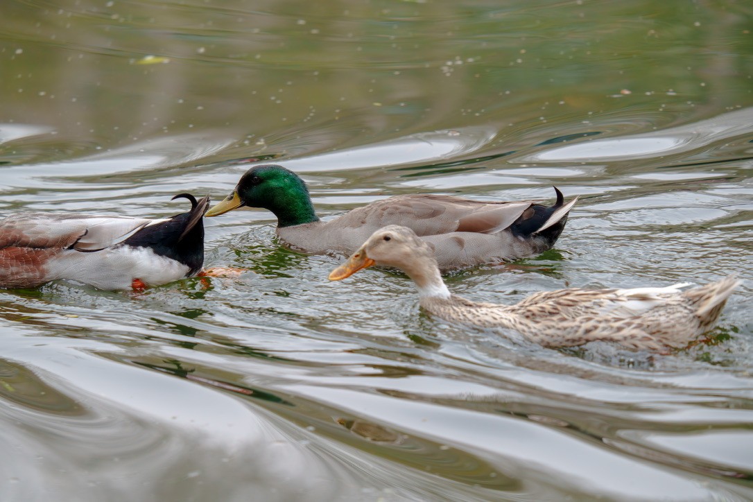 Зэрлэг нугас - ML632887712