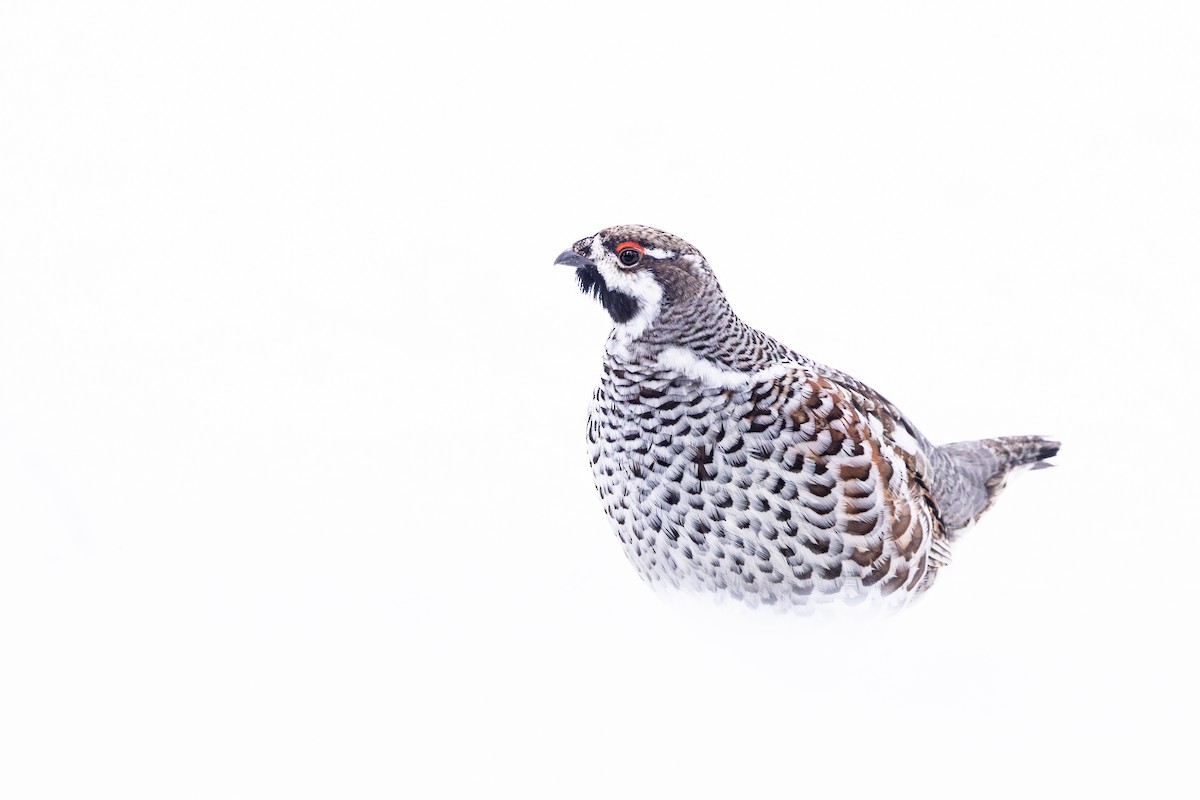 Hazel Grouse - ML632887849