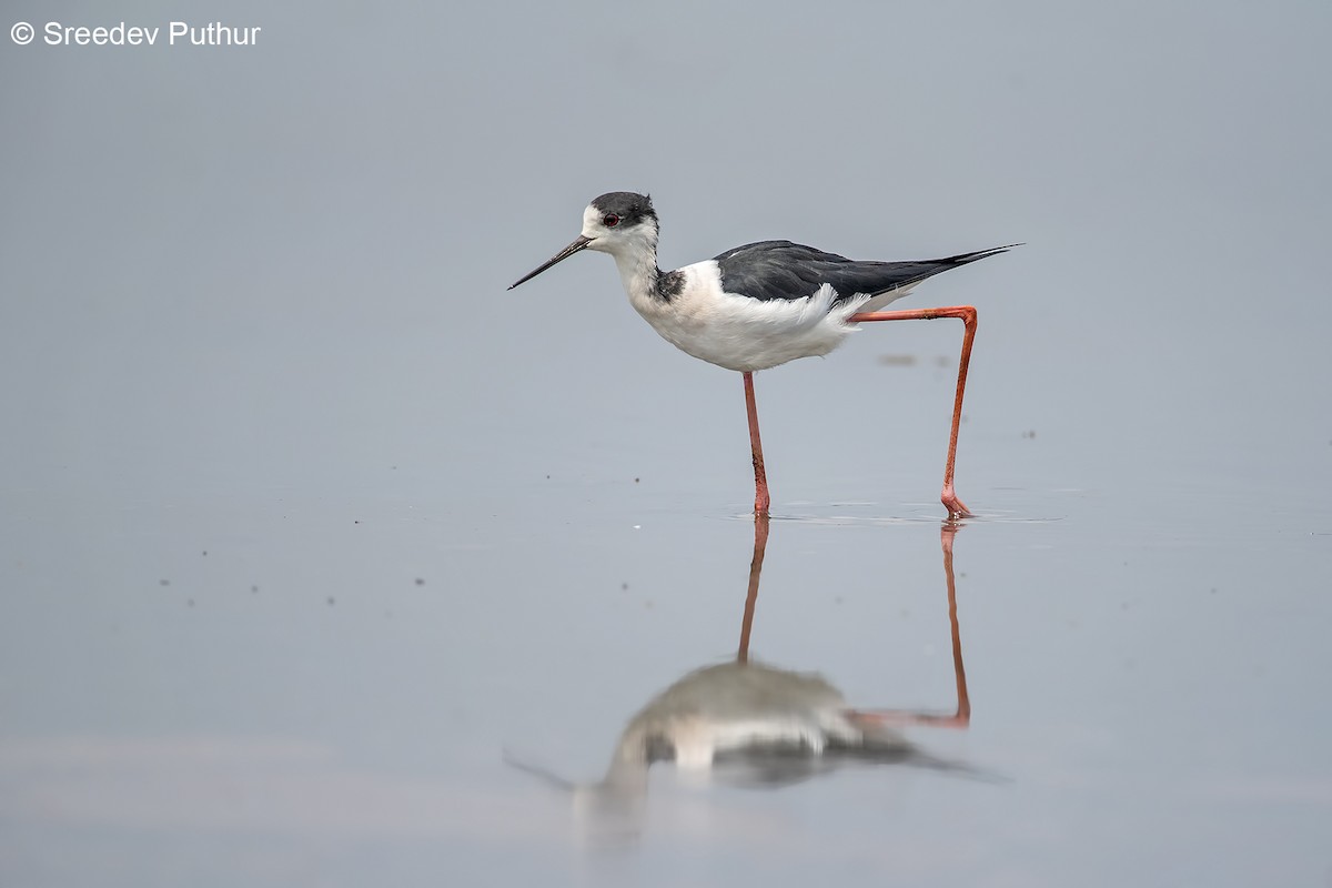Black-winged Stilt - ML632887978