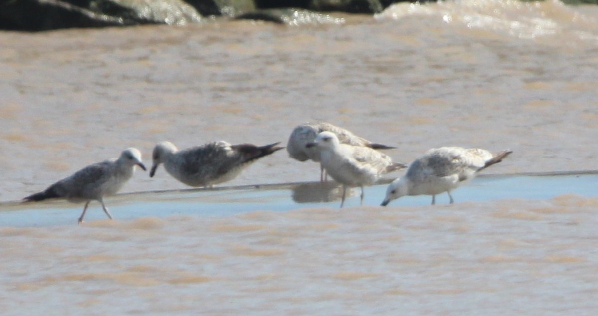 Gaviota (Larus) sp. - ML632888011