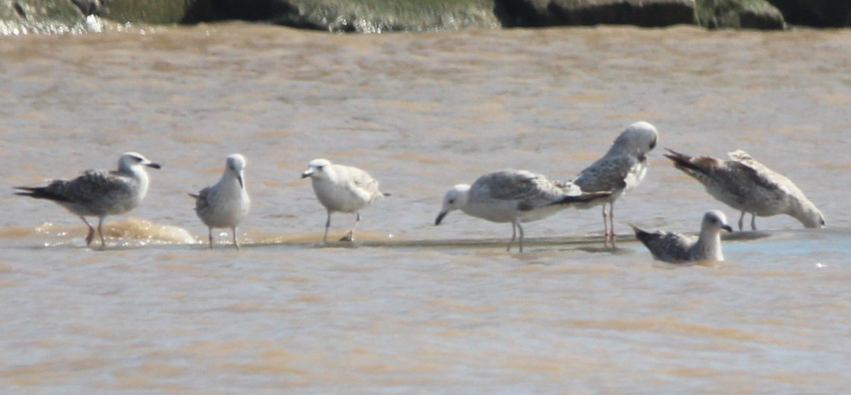 Gaviota (Larus) sp. - ML632888012