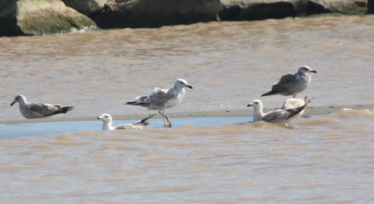 Gaviota (Larus) sp. - ML632888015