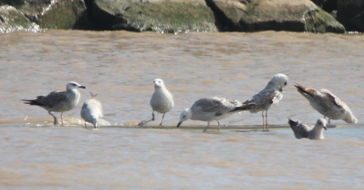 Gaviota (Larus) sp. - ML632888017