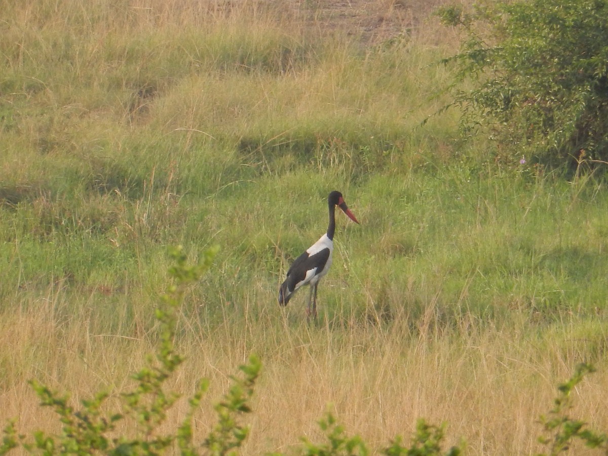 Saddle-billed Stork - ML632888161