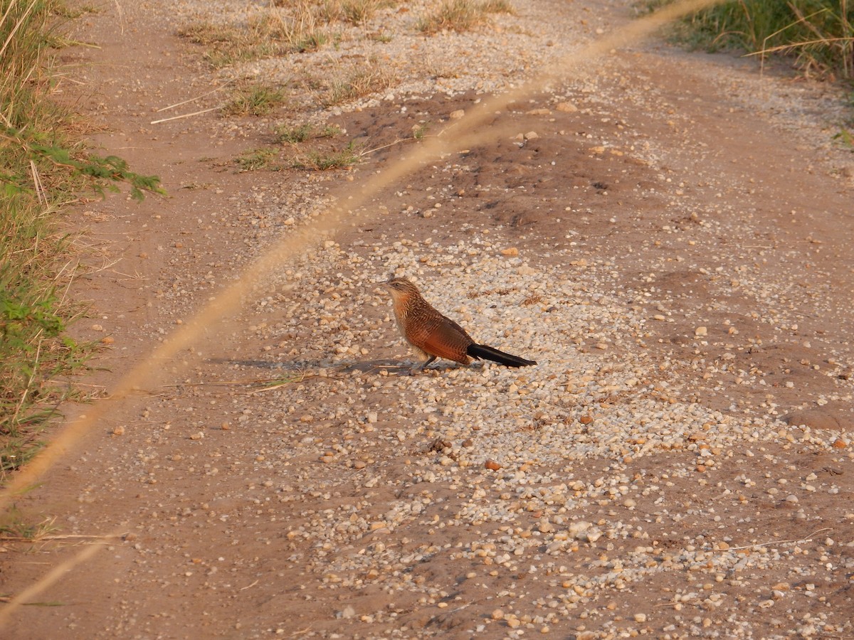 White-browed Coucal - ML632888171