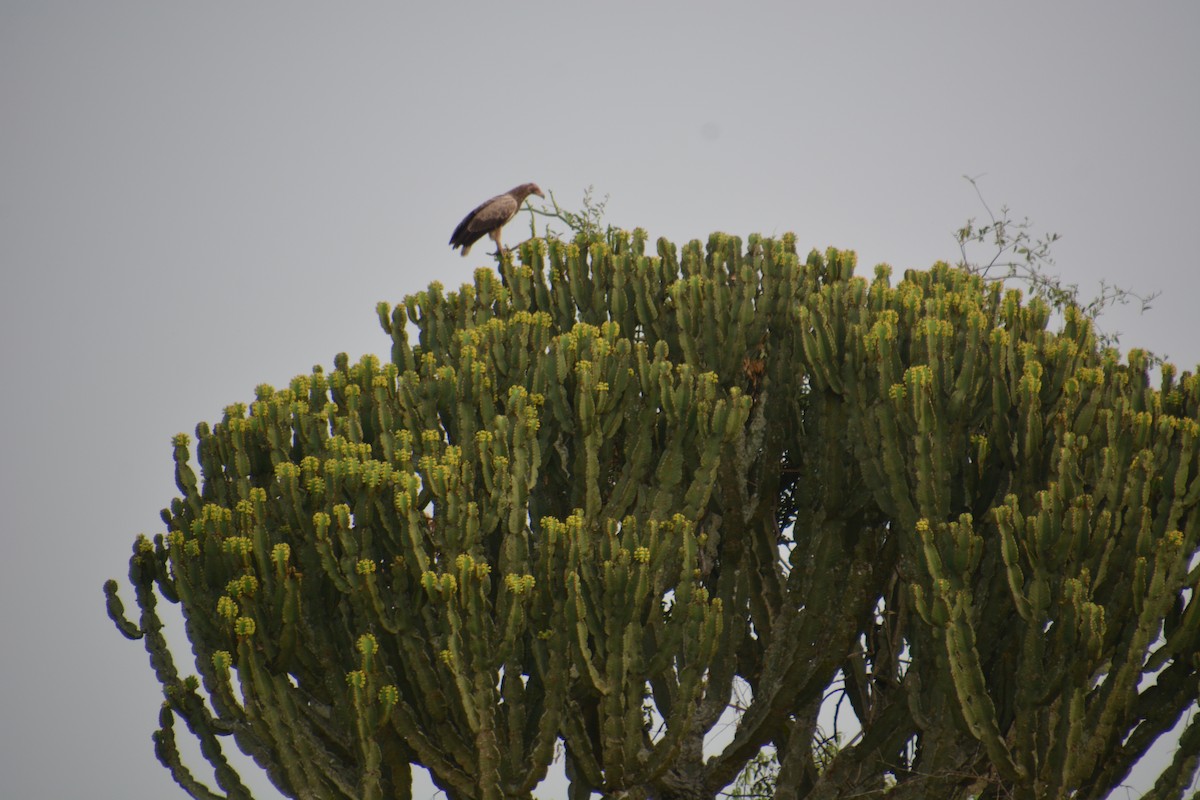 Palm-nut Vulture - ML632888189