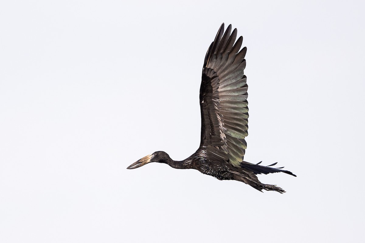 zejozob africký - ML632888190