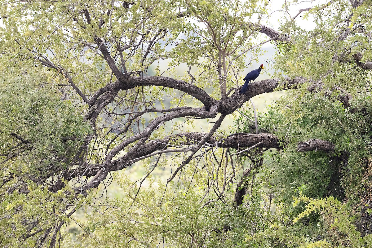 turako rudokorunkatý - ML632888195