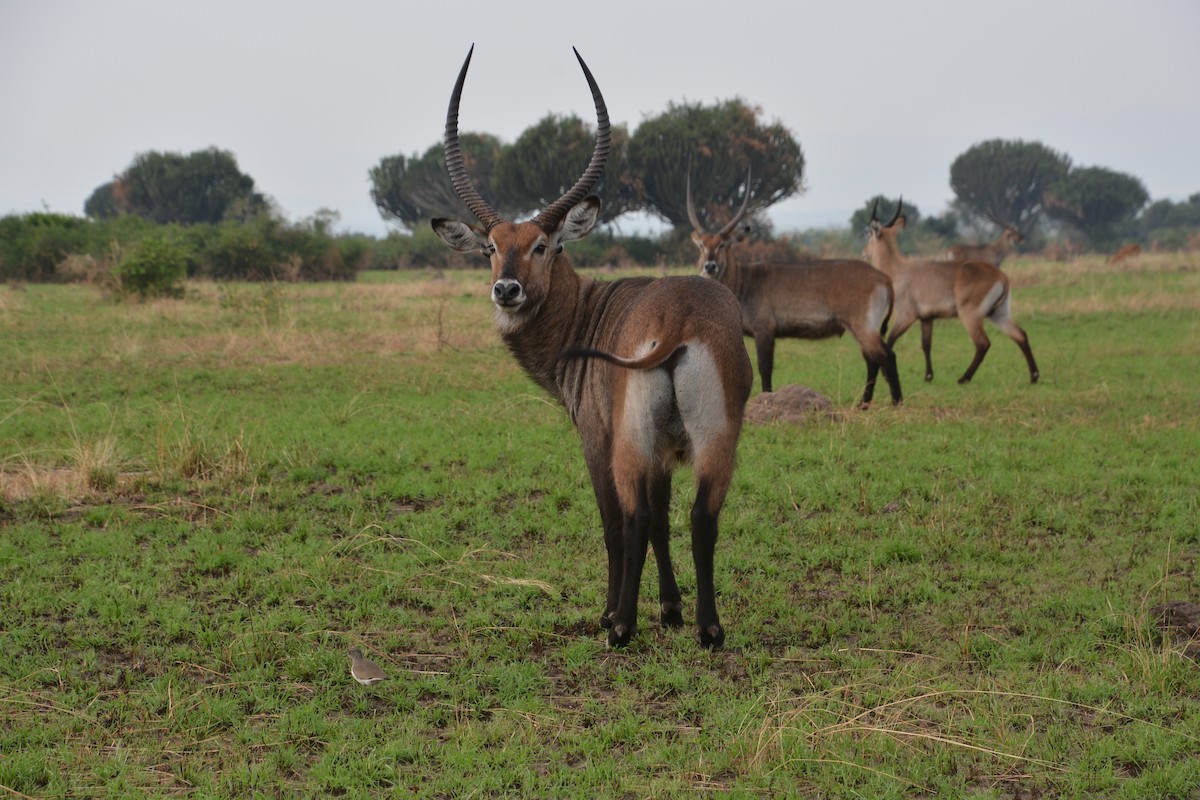 Senegal Lapwing - ML632888199