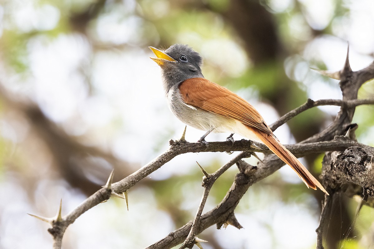 lejskovec africký - ML632888200