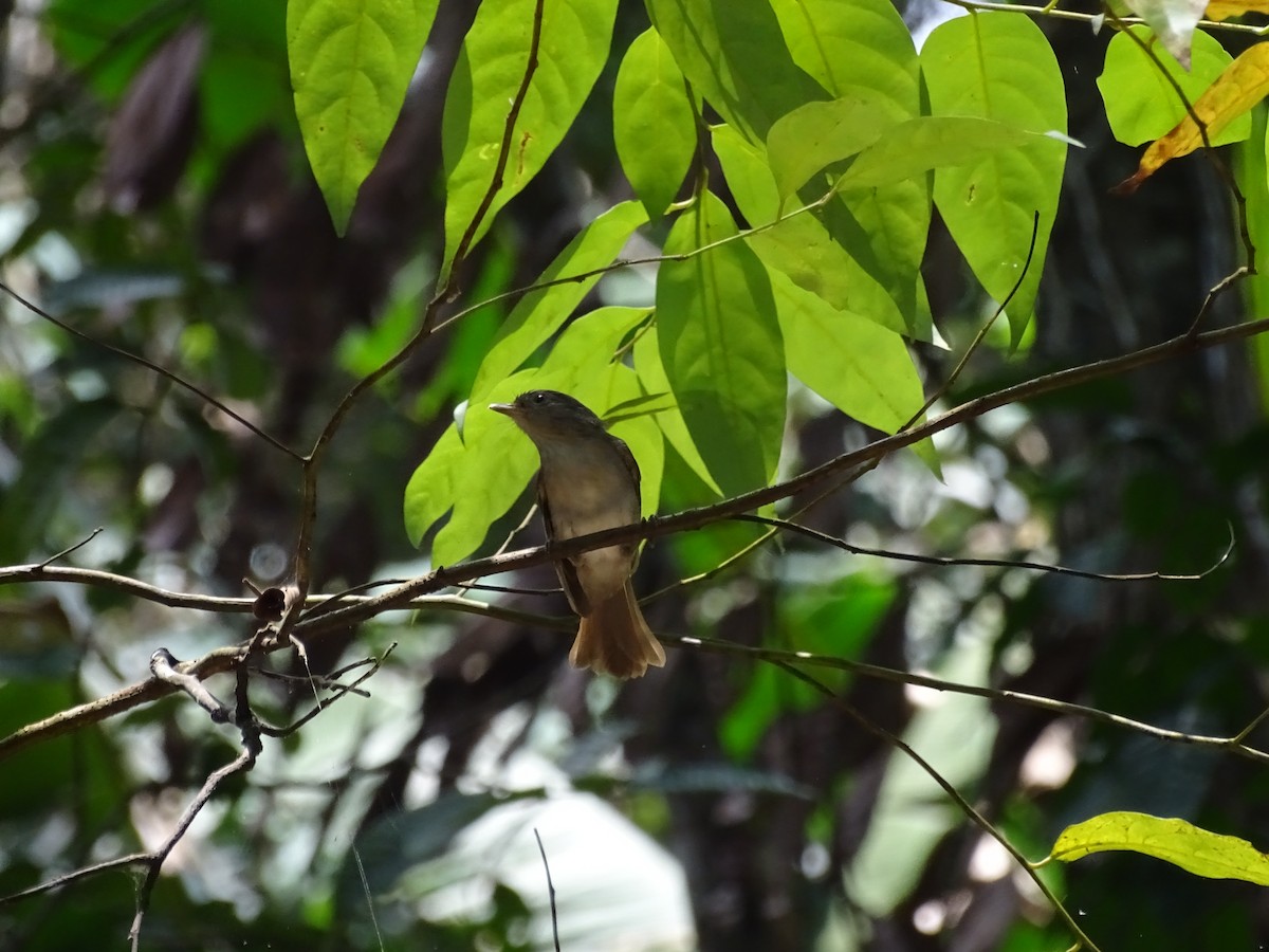 Brown Fulvetta - ML632888203