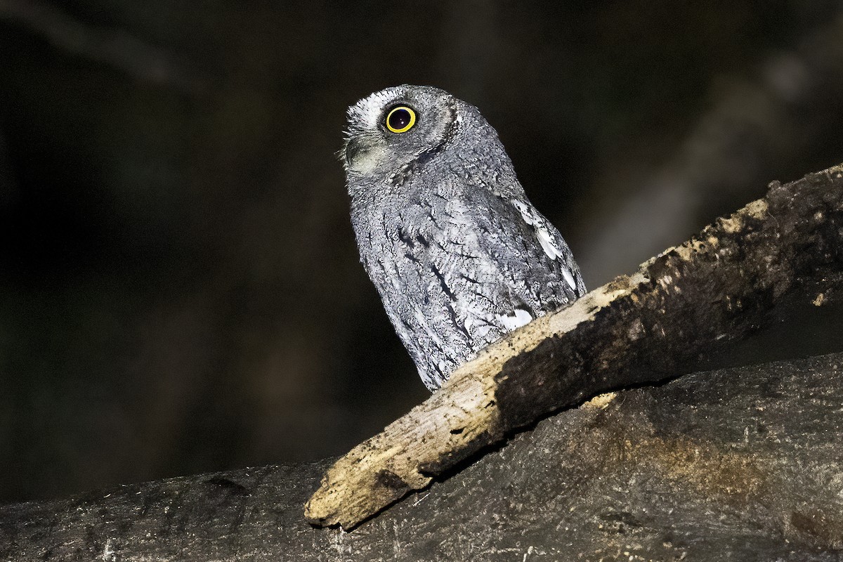 výreček africký - ML632888223