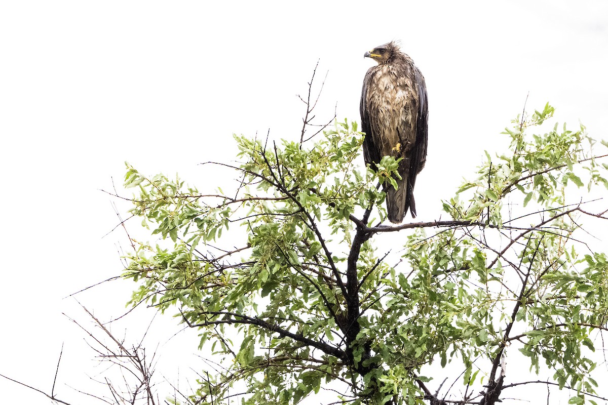 orel Wahlbergův - ML632888231