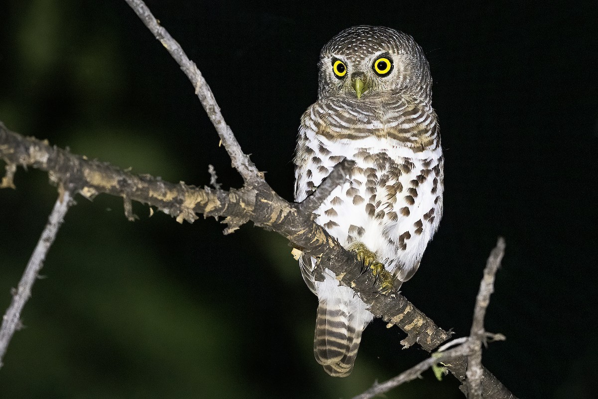 kulíšek africký - ML632888236