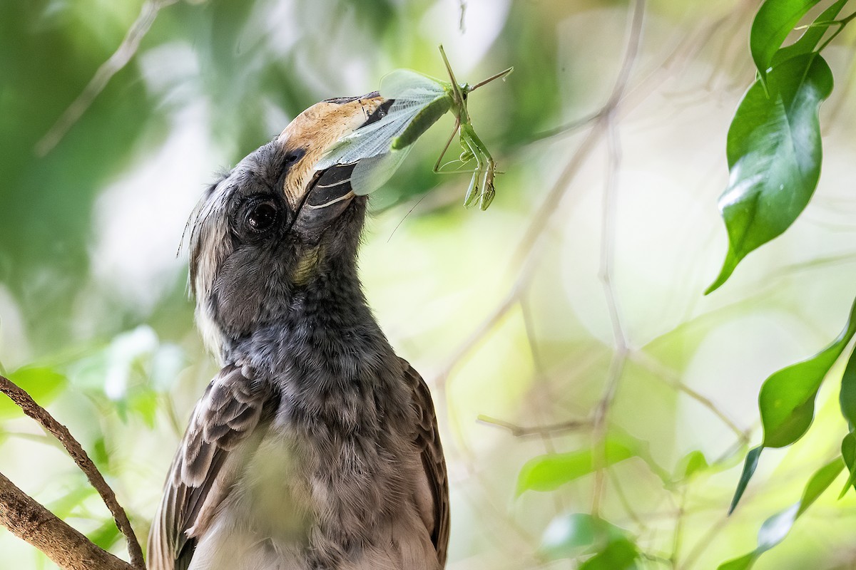 zoborožec šedý - ML632888275