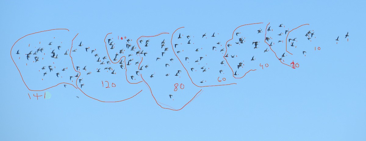 Tundra-Goldregenpfeifer - ML632888578