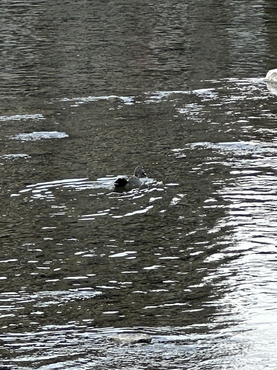 Gadwall - ML632888627