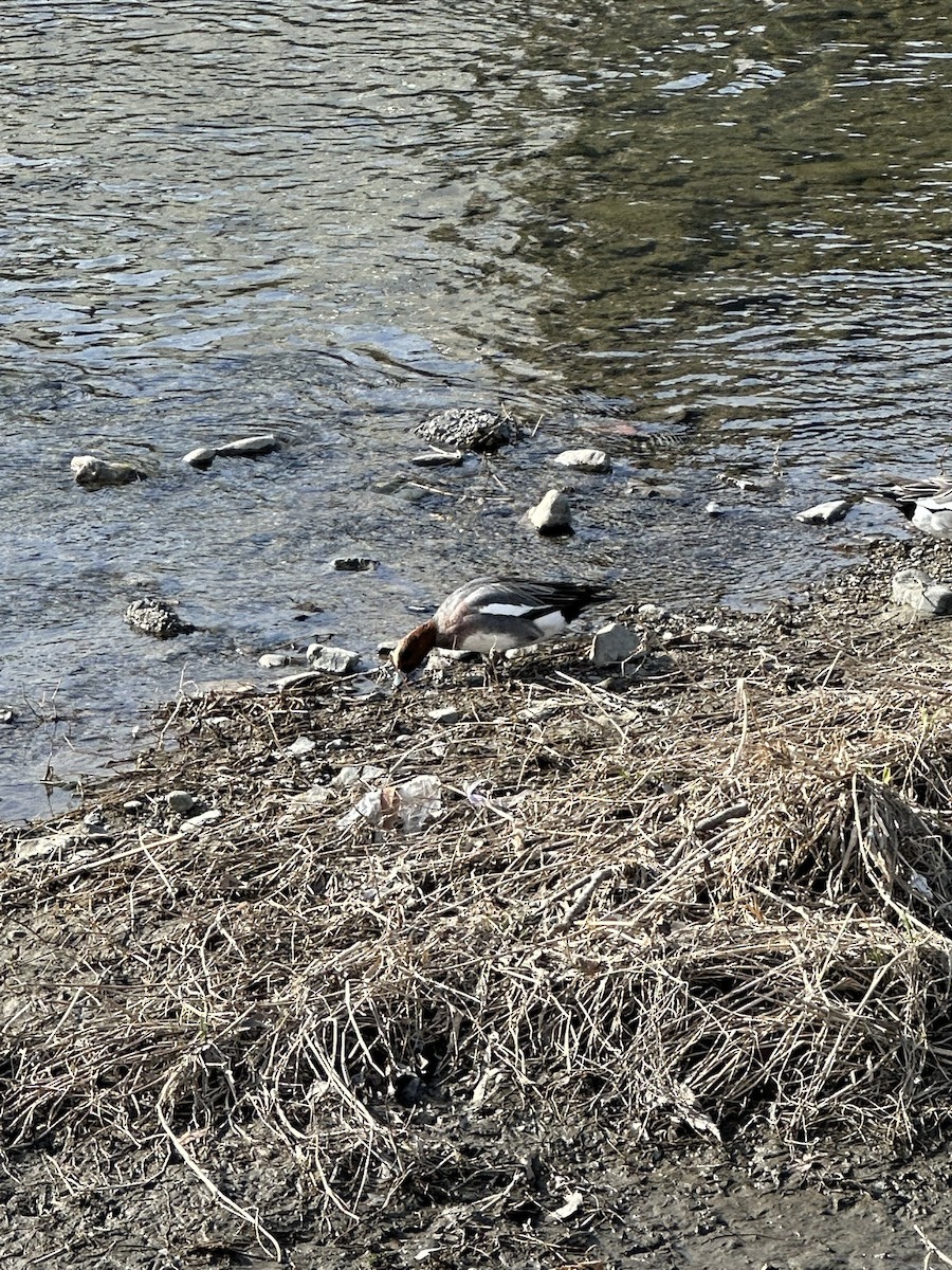Eurasian Wigeon - ML632888633