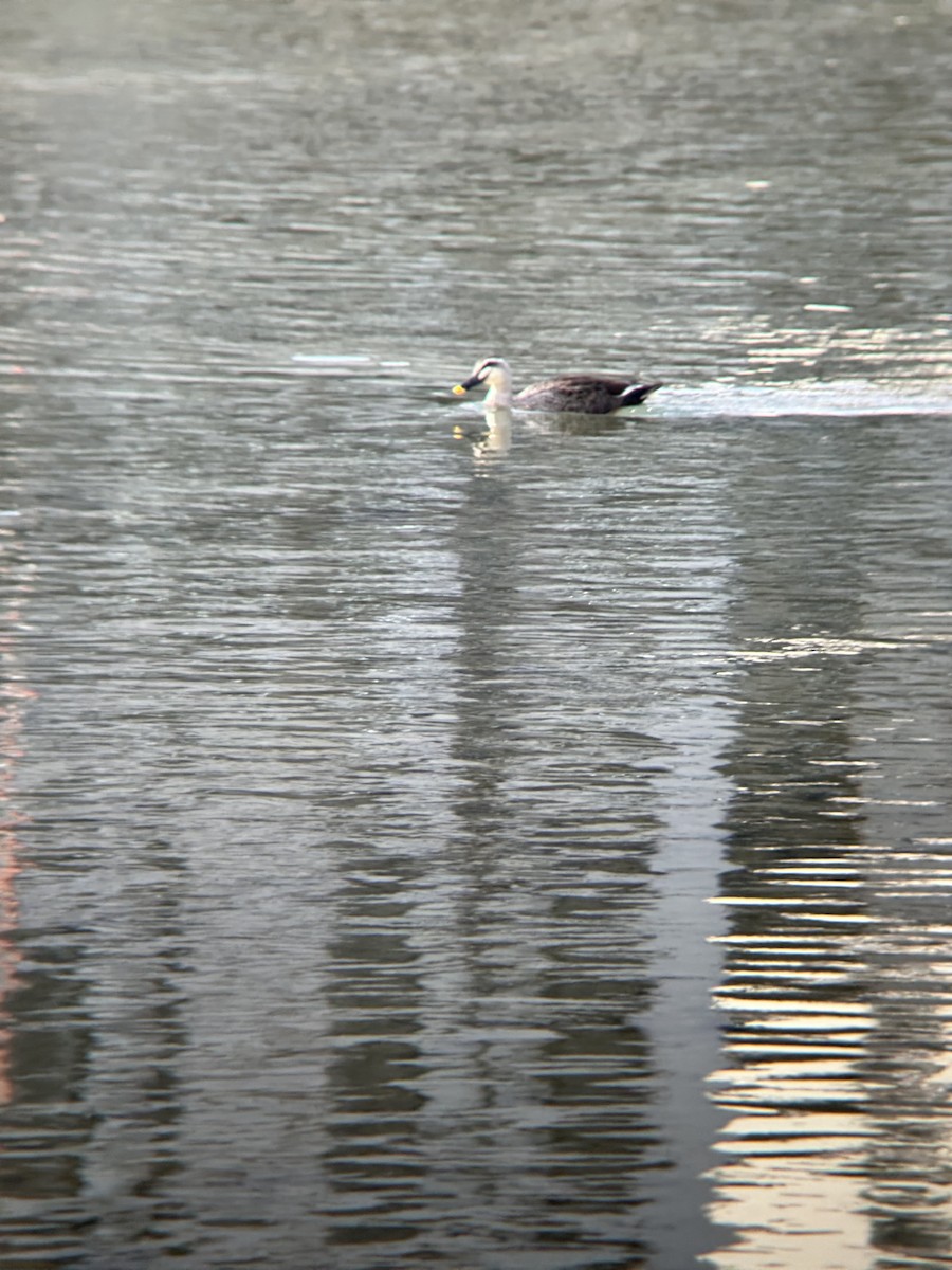 Eastern Spot-billed Duck - ML632888642