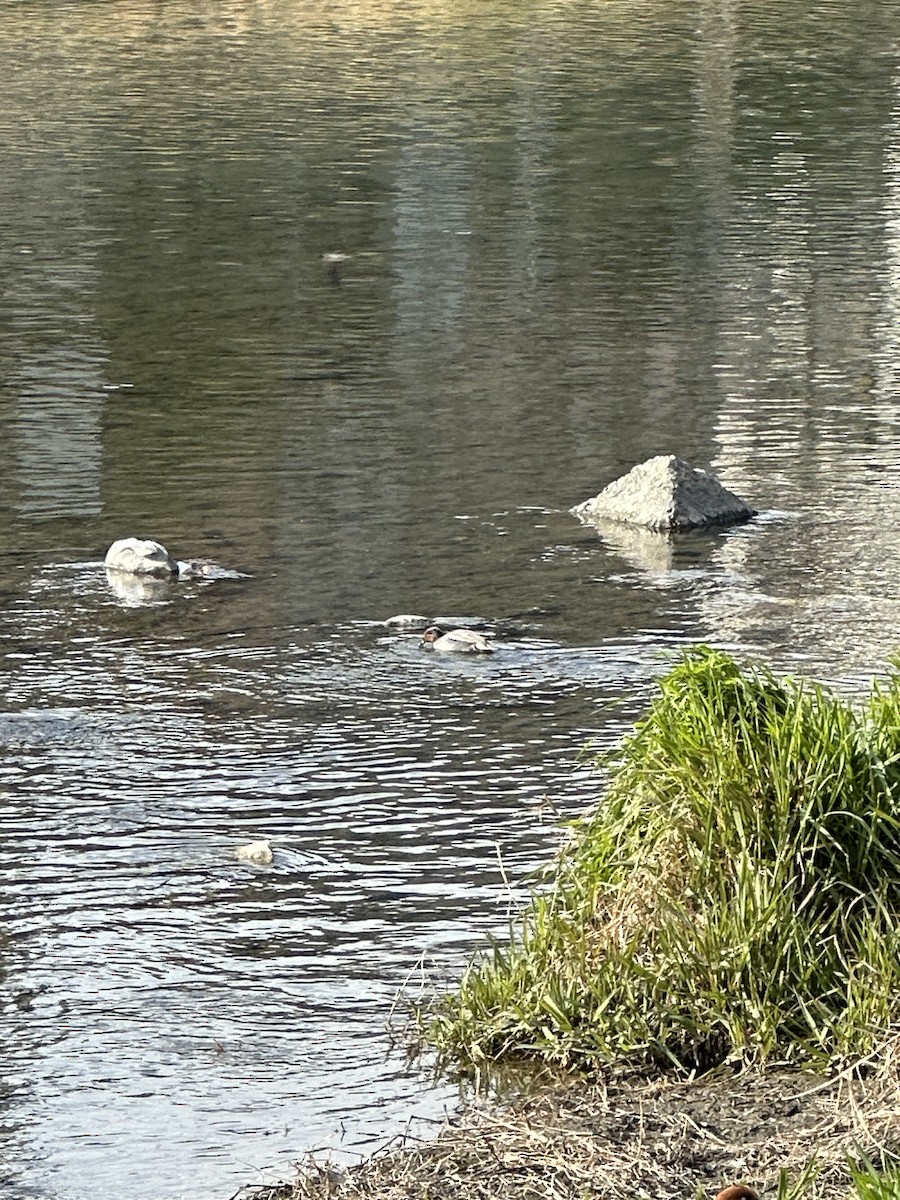 Green-winged Teal - ML632888648