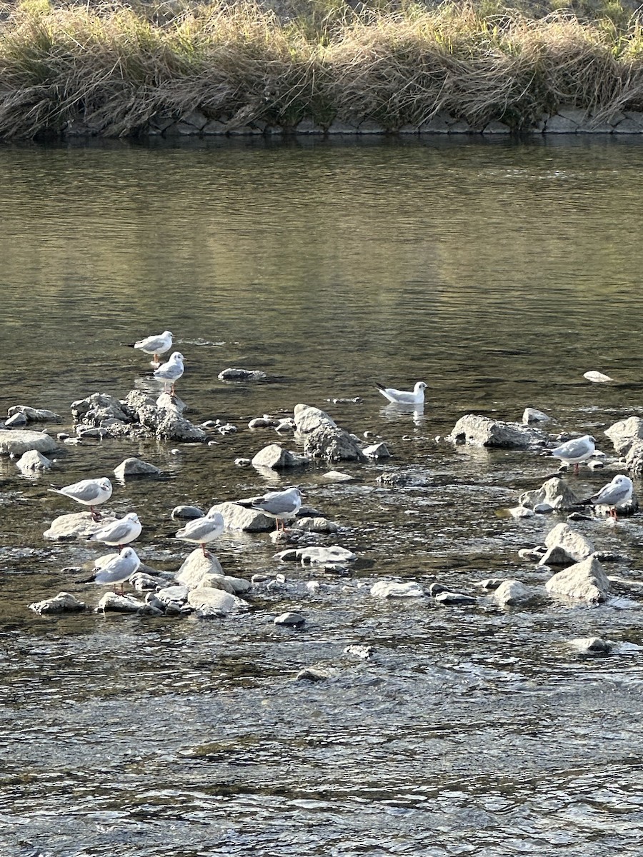 Black-headed Gull - ML632888657