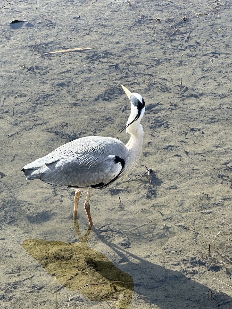 Gray Heron - ML632888658