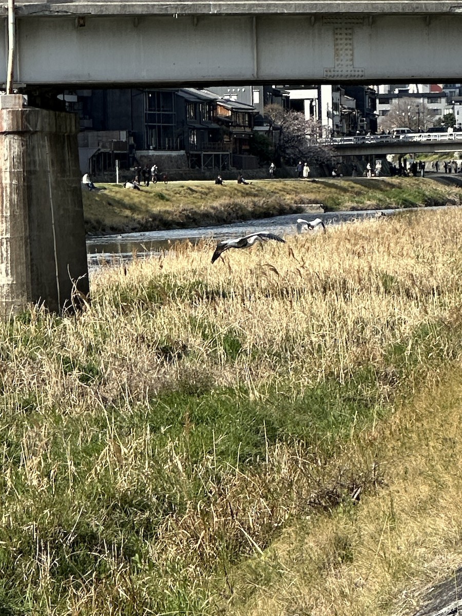 Gray Heron - ML632888659