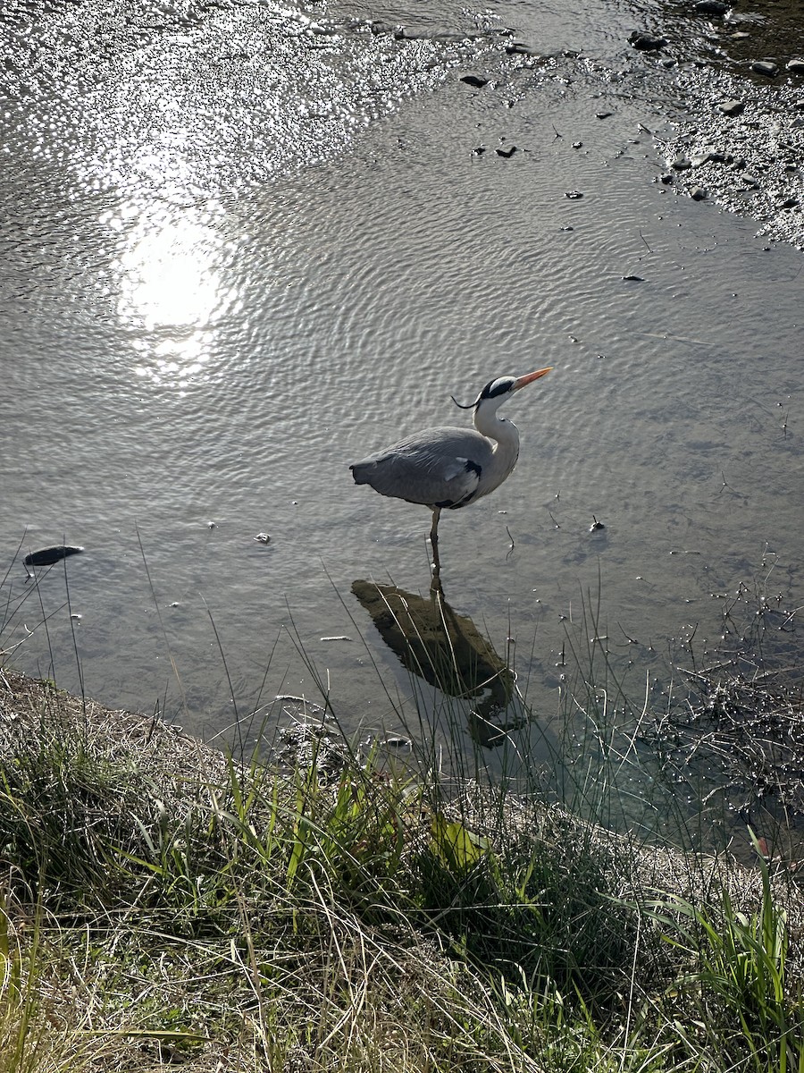 Gray Heron - ML632888660