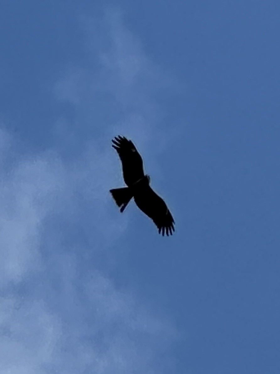 Black Kite - ML632888683