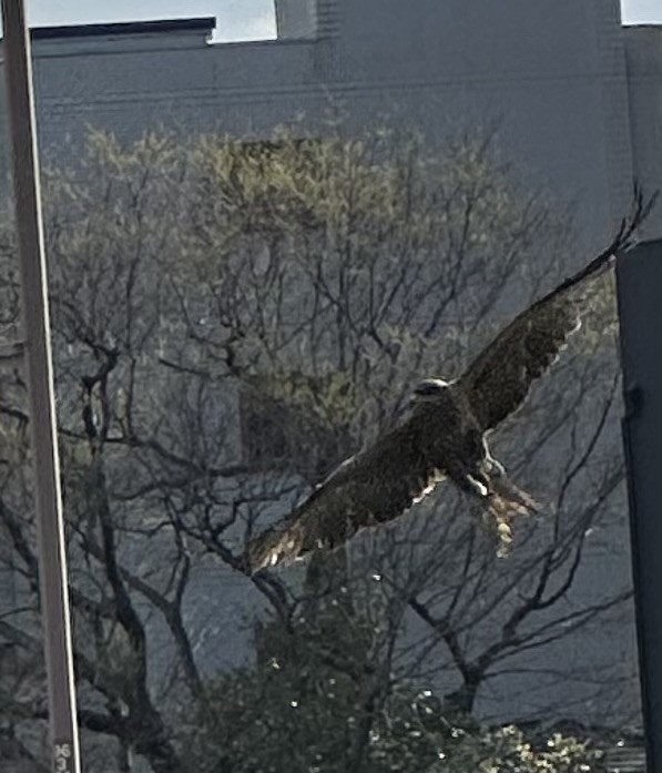 Black Kite - ML632888684