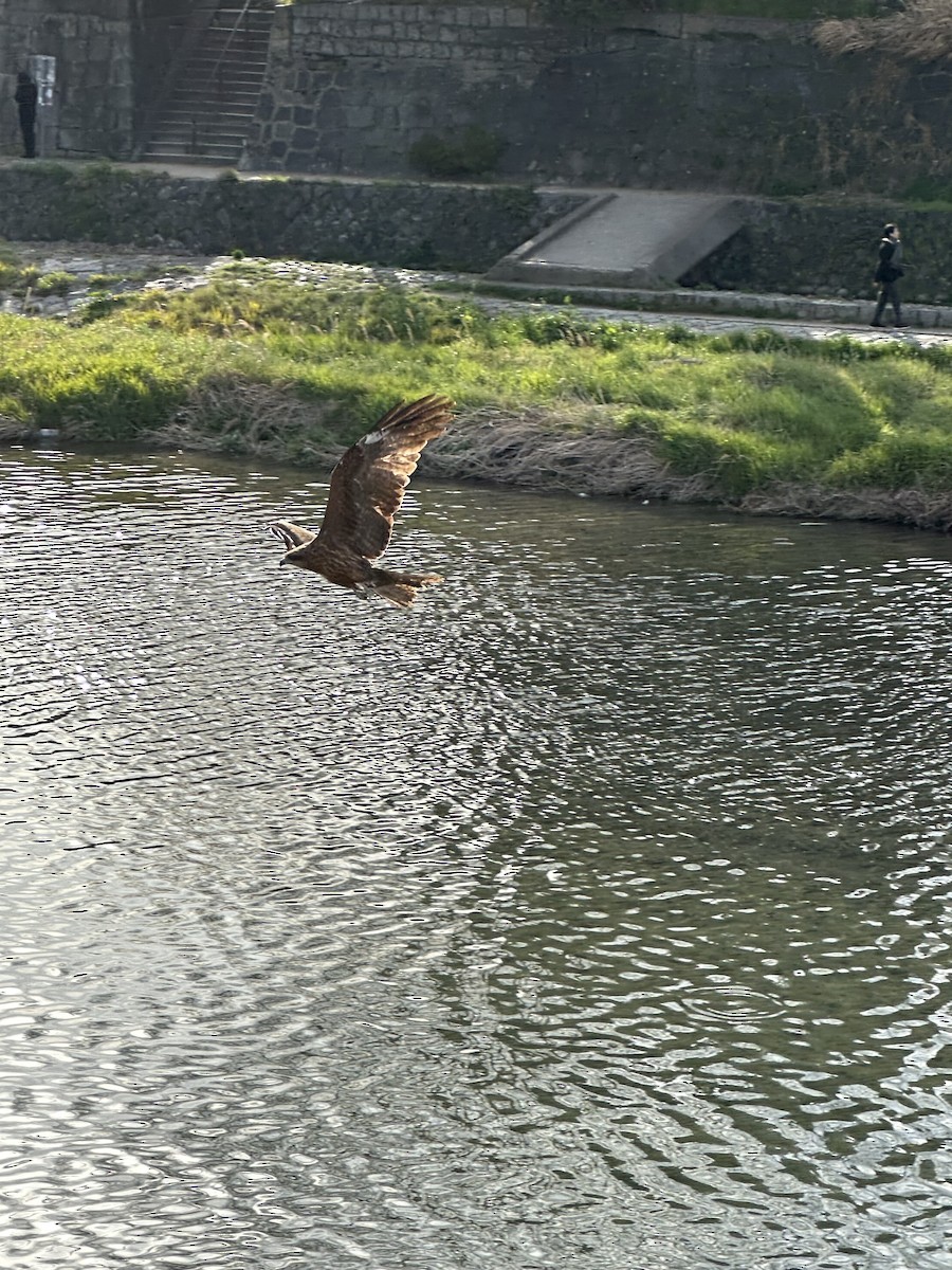 Black Kite - ML632888685