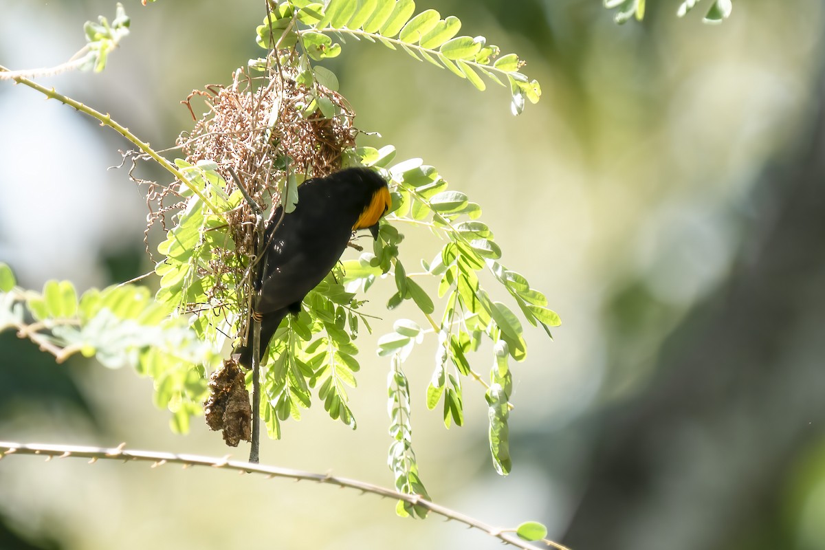 Black-billed Weaver - ML632888715