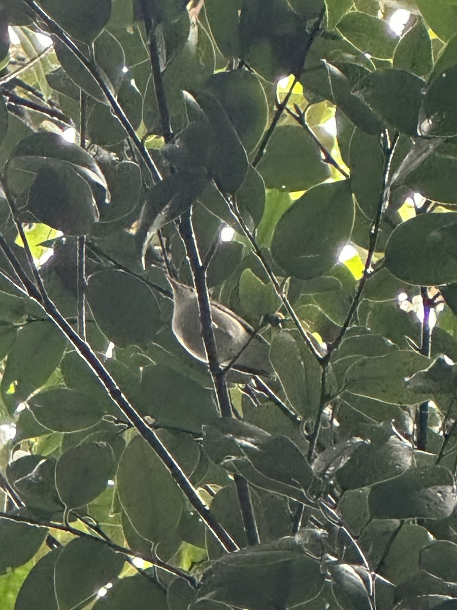 Ijima's Leaf Warbler - ML632888774