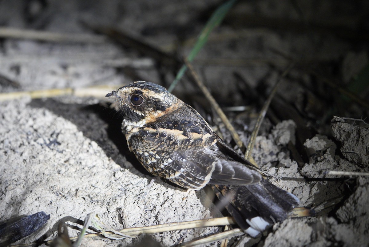 Spot-tailed Nightjar - ML632888874