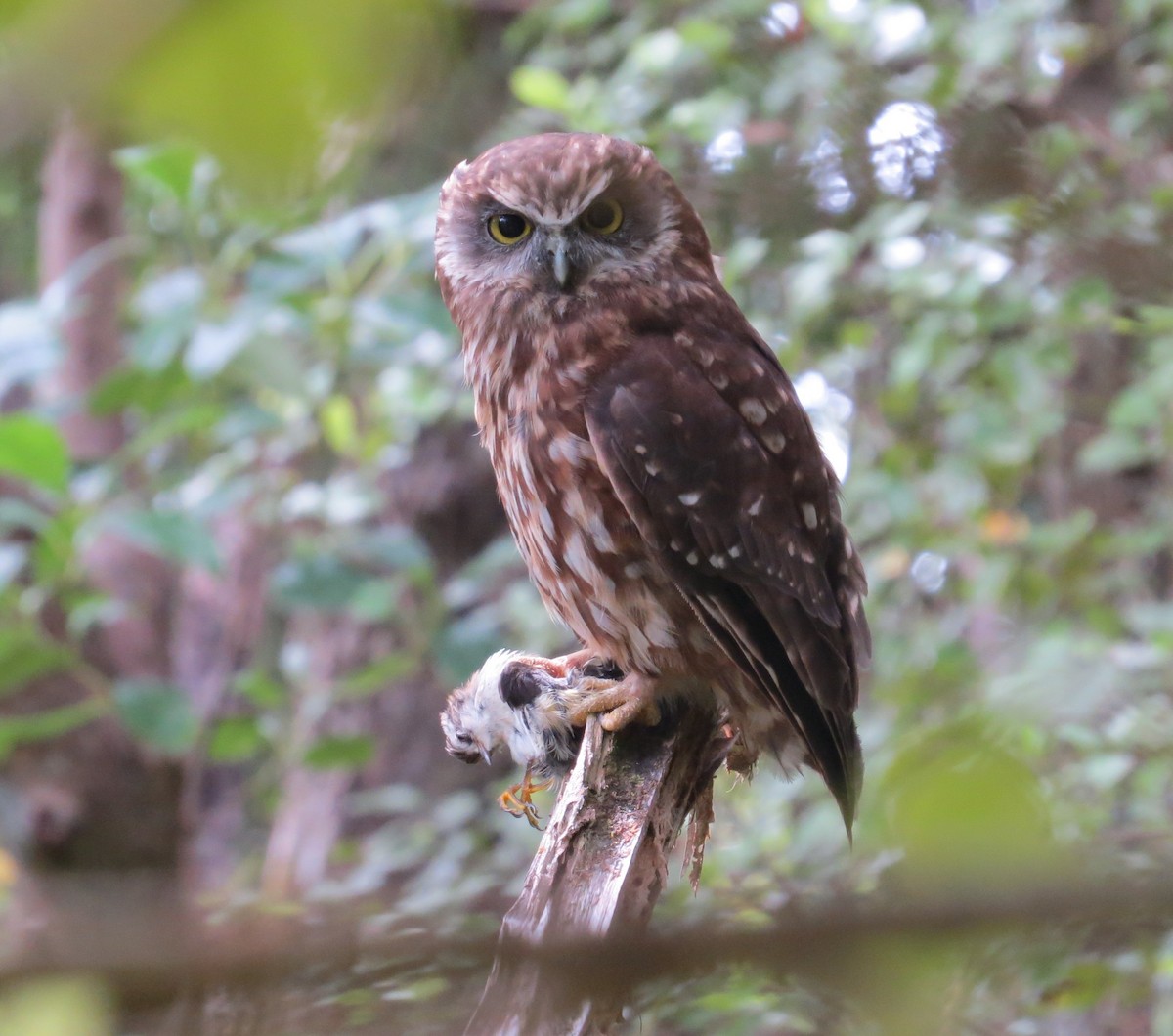 Kuckuckskauz - ML632889026