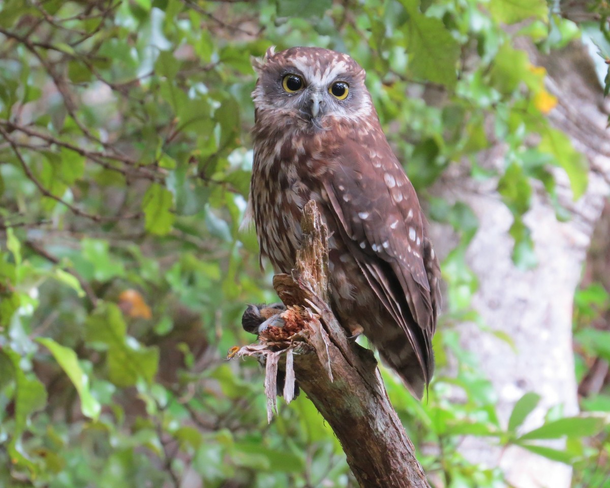 Kuckuckskauz - ML632889099