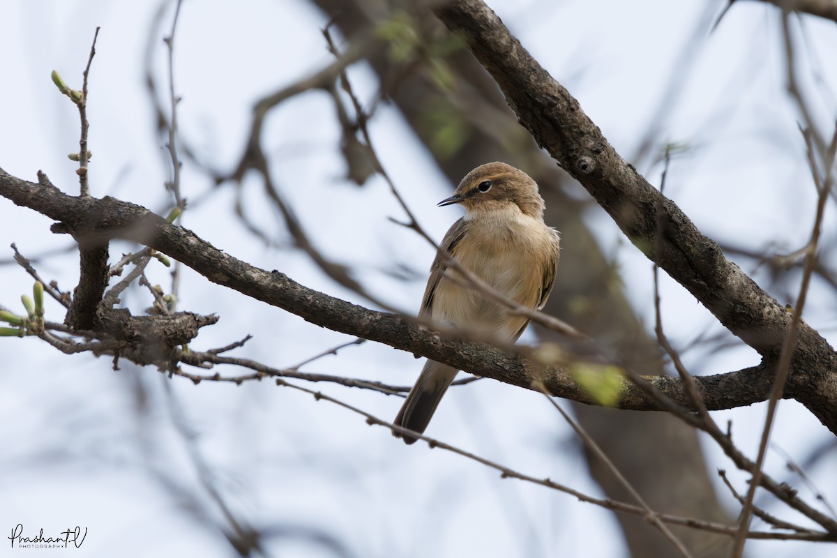 Common Chiffchaff - ML632889180