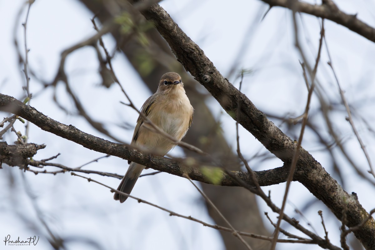 Common Chiffchaff - ML632889181