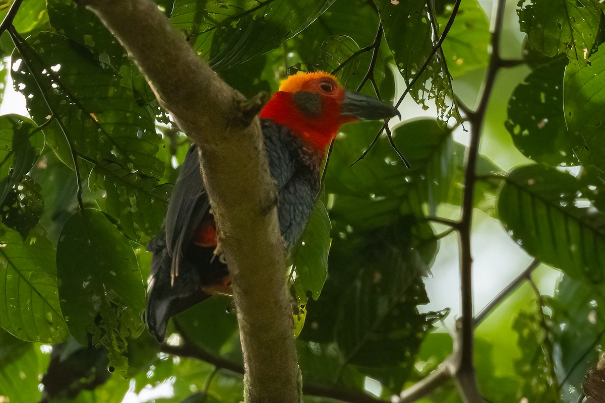 Bornean Bristlehead - ML632889392