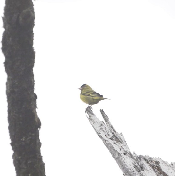 Black-capped Siskin - ML632889407