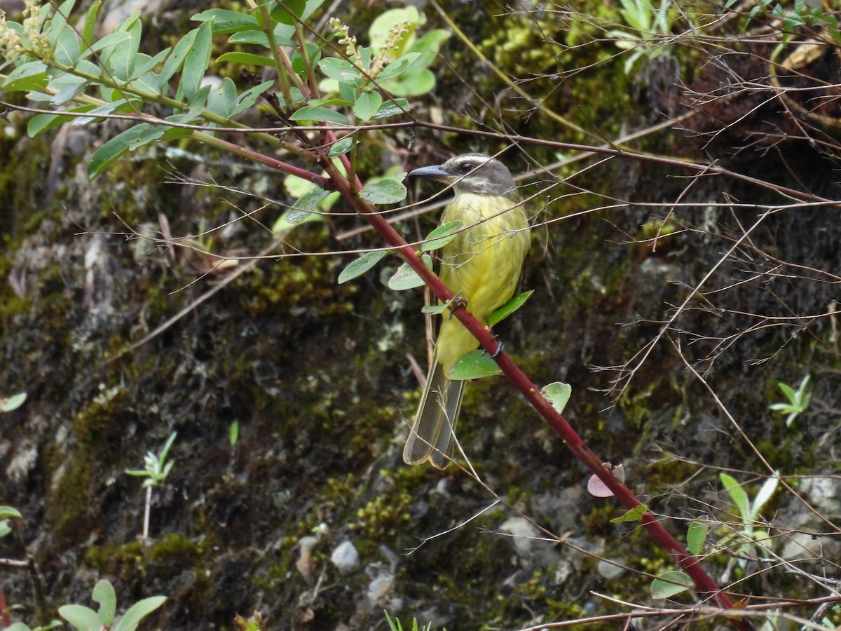 Golden-crowned Flycatcher - ML632889425