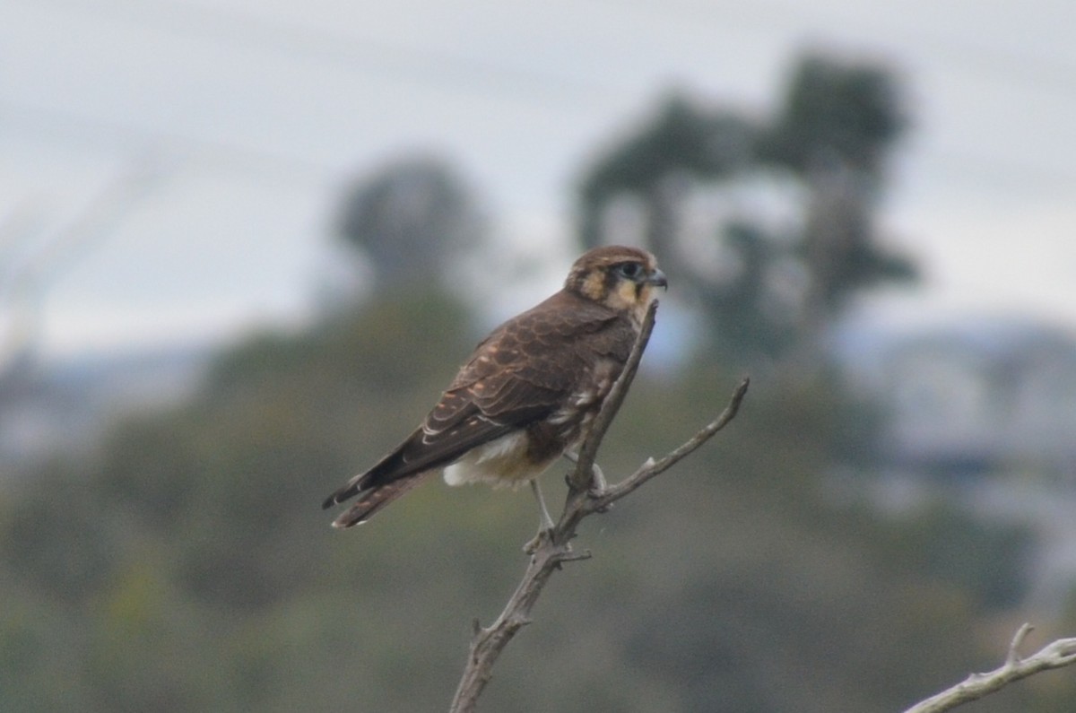 Brown Falcon - ML632889458