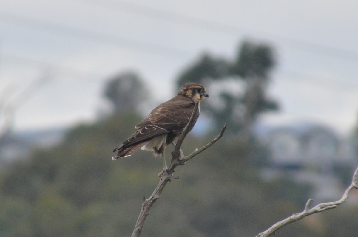 Brown Falcon - ML632889459