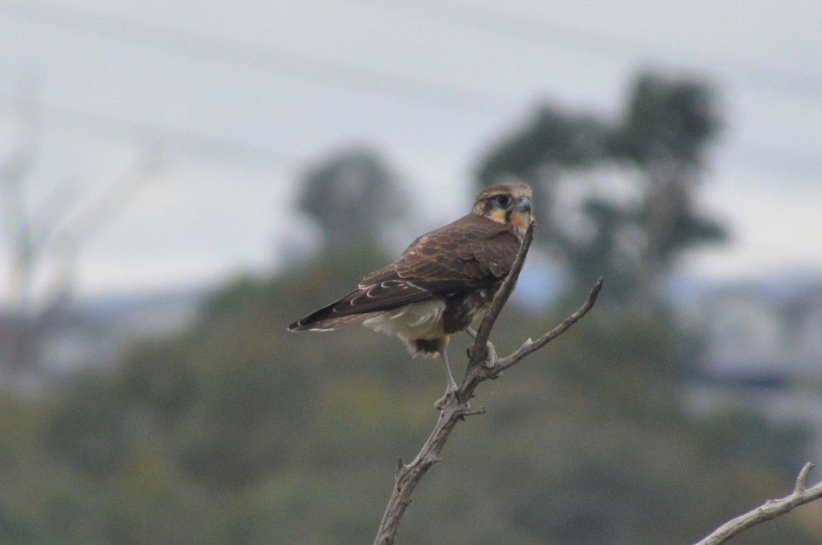 Brown Falcon - ML632889460